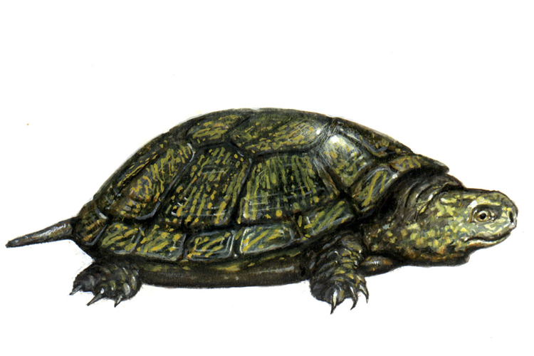 Moeras Schildpad